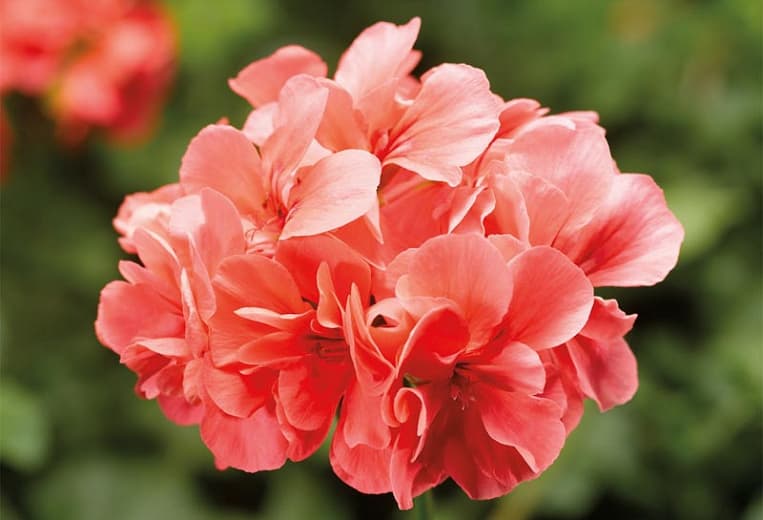 Pelargonium peltatum 'Temprano Salmon' (Плющевая герань)