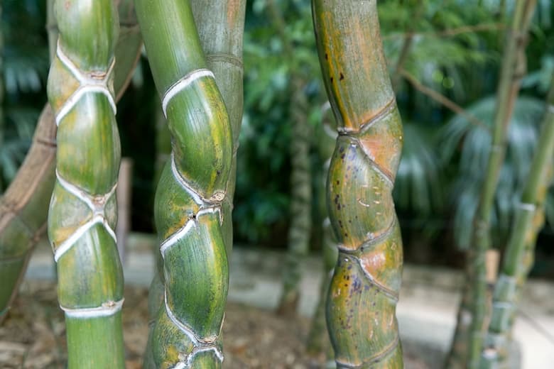 Phyllostachys edulis 'Heterocycla' (Бамбук из панциря черепахи)
