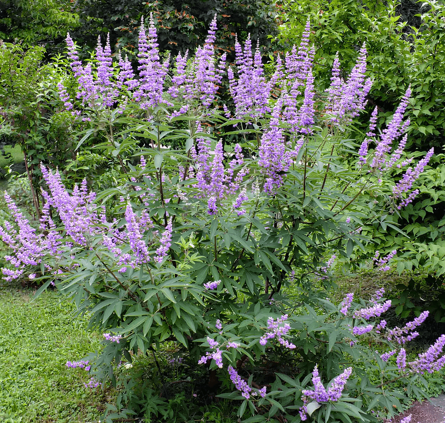 Витекс священный (Vitex agnus-castus)