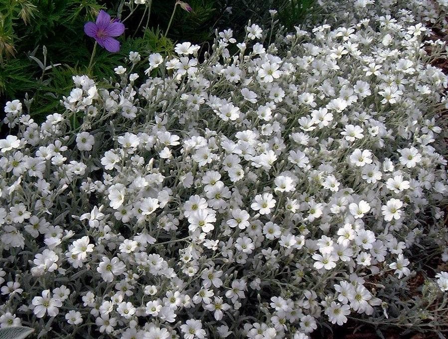 Ясколка войлочная (Cerastium tomentosum)