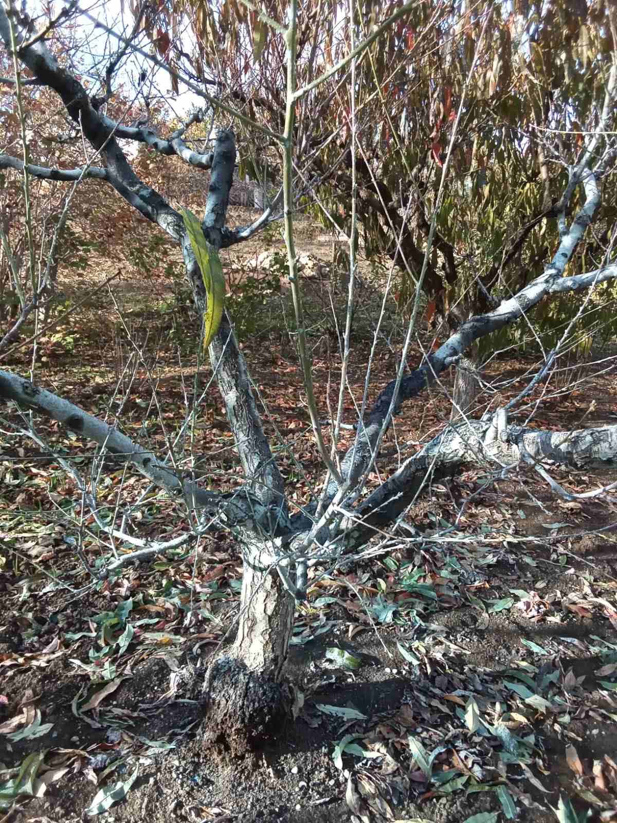 Осенняя обработка деревьев и кустарников.