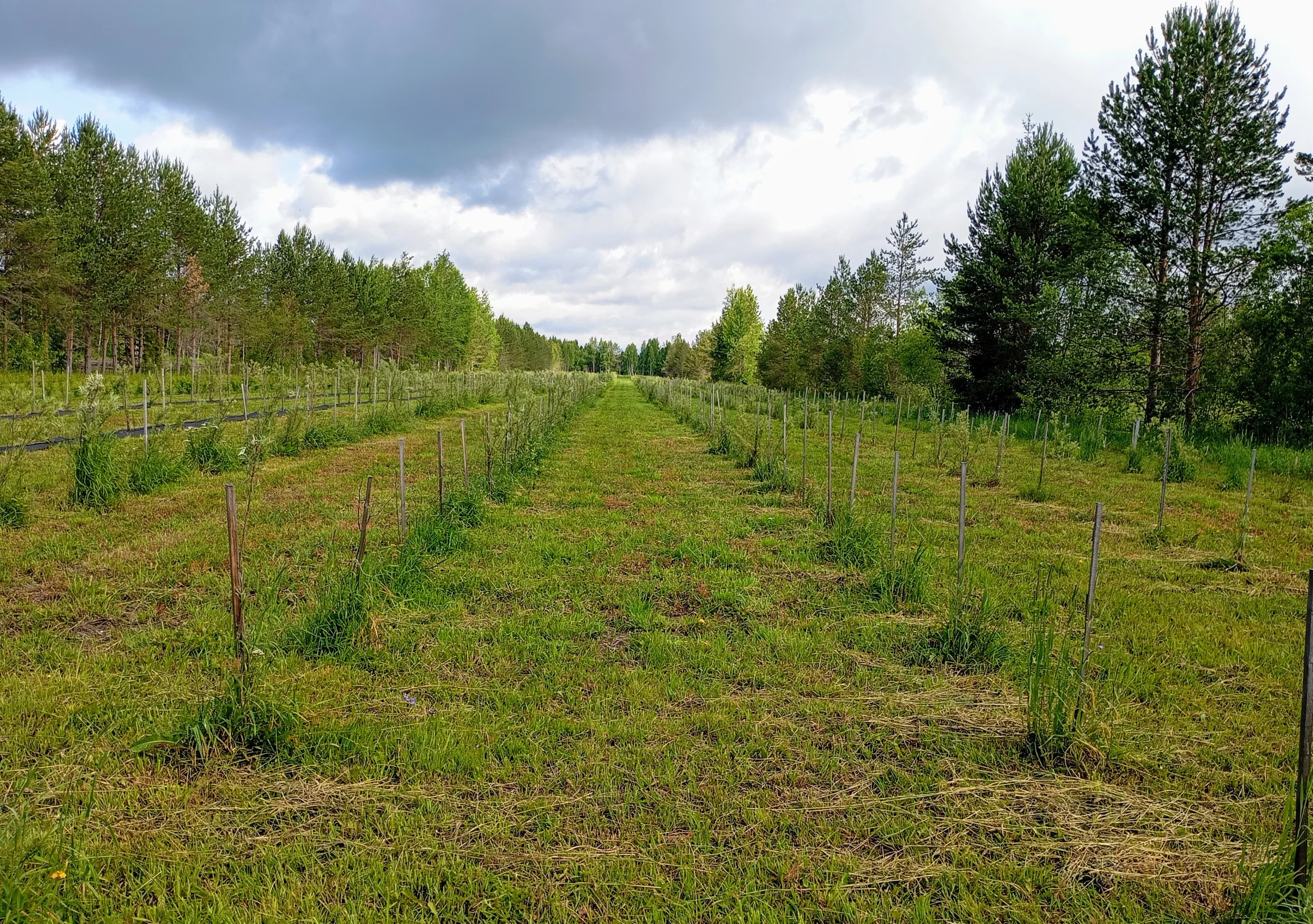 Экскурсия на облепиховое поле