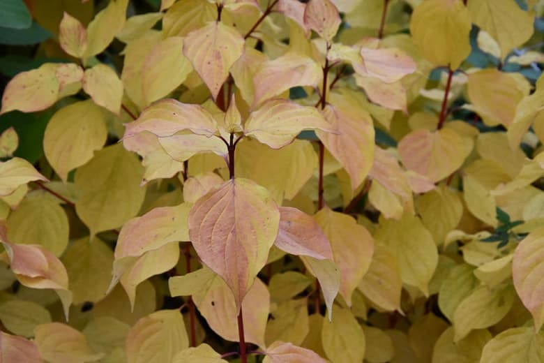 Cornus sanguinea 'Волшебное пламя' (Кизил Кровавая ветвь)