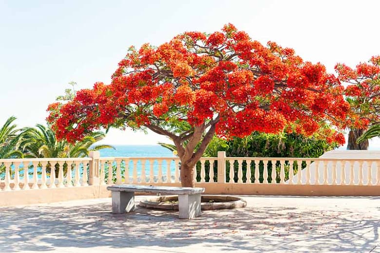Delonix regia (Flamboyant)