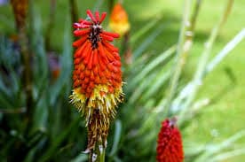 Kniphofia  rooperi