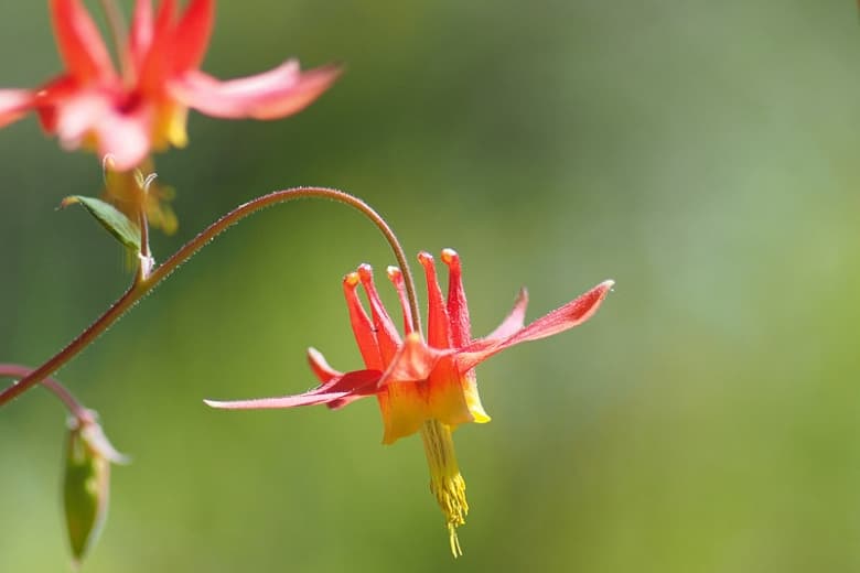 Aquilegia canadensis 'Маленькие фонарики' (Канадская коломбина)