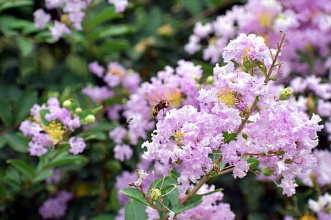 Лагерстремия "Early Bird Purple"