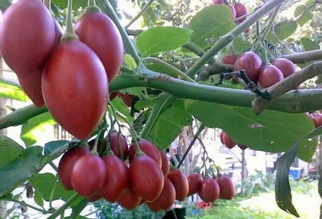 Цифомандра свекольная "Антарес"
