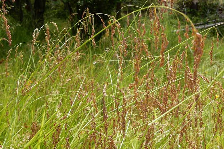 Glyceria striata (Птичья маннаграсса)