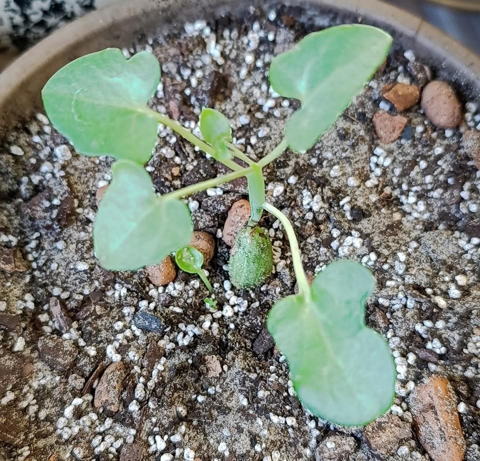 Сенецио Артикулатус (Senecio articulatus, также Baculellum articulatum, Curio articulatus или Kleinia articulata)