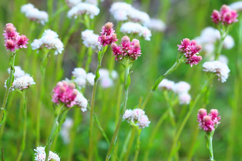Antennaria dioica (Pussy Toes)