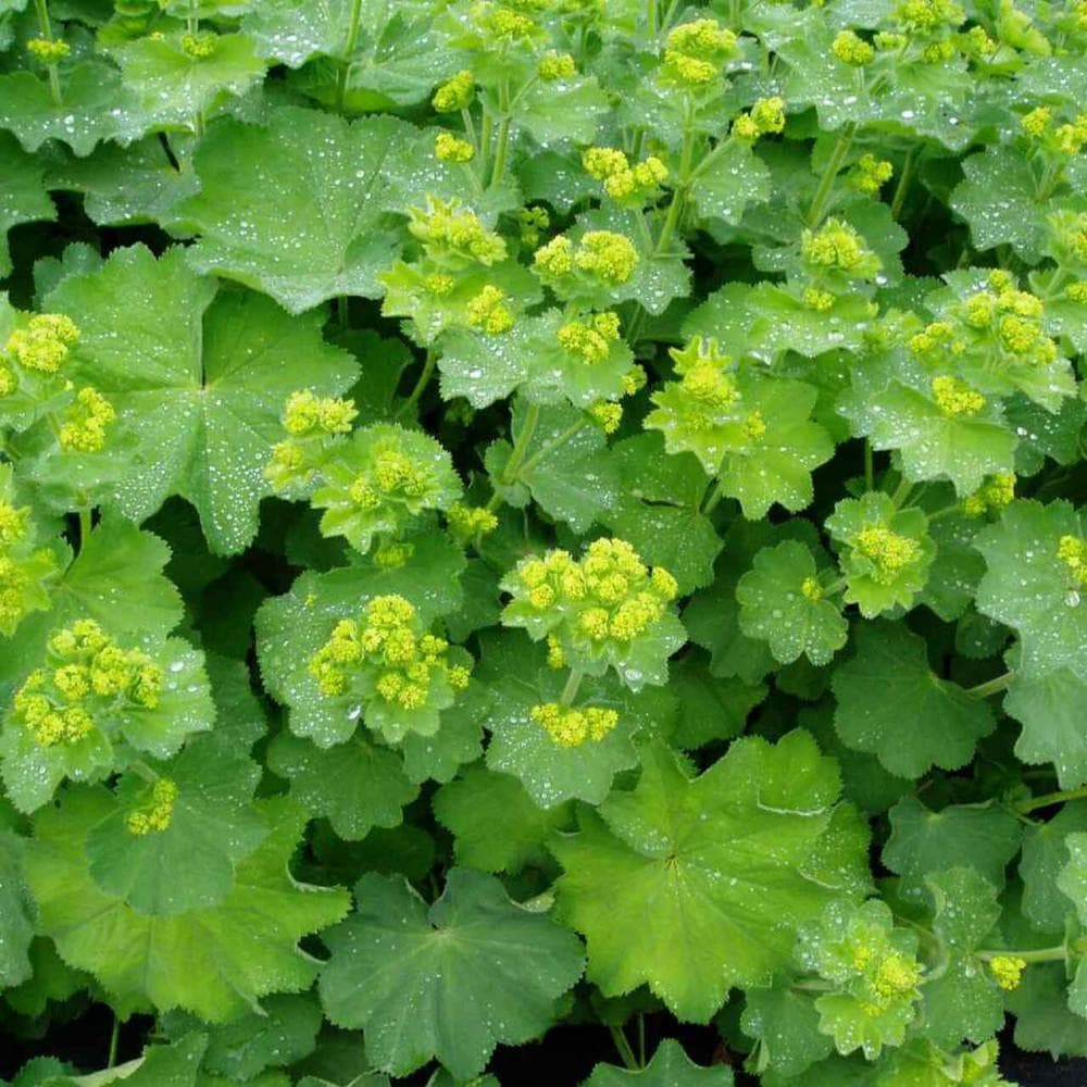 Манжетка мягкая (Alchemilla mollis)