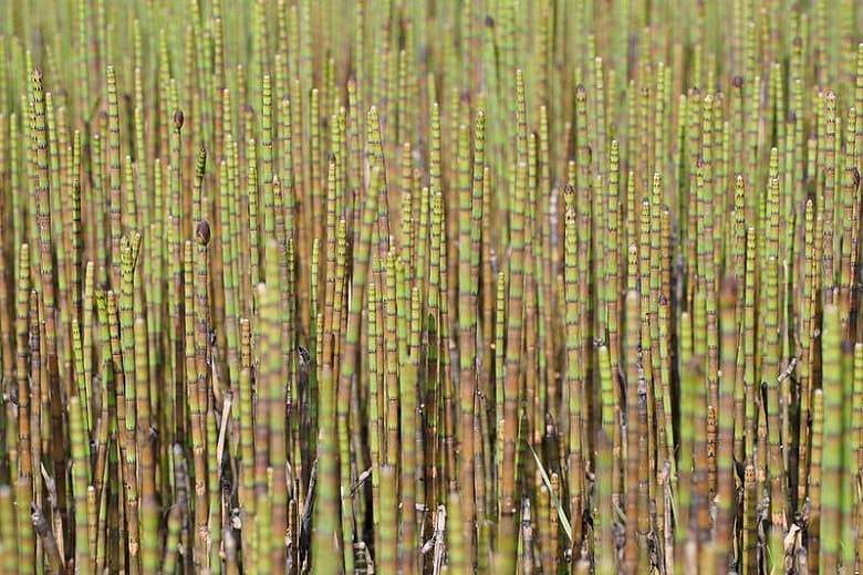 Equisetum fluviatile (Водяной хвощ)