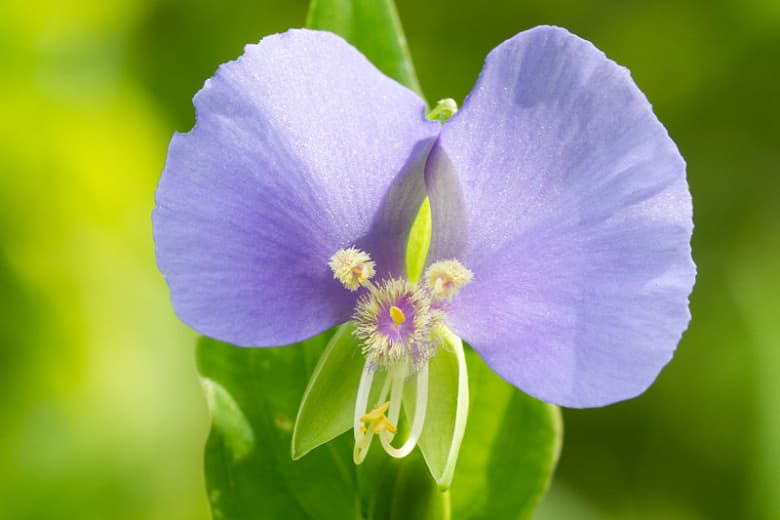 Commelina erecta (Стройный дневной цветок)