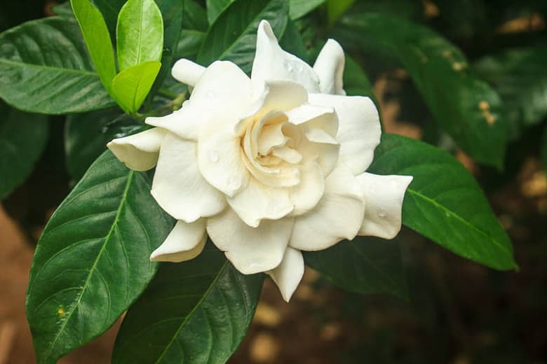 Gardenia jasminoides Celestial Star (Капский жасмин)