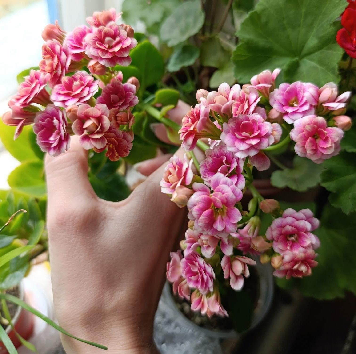 Каланхоэ Блоссфельда (Kalanchoe blossfeldiana)