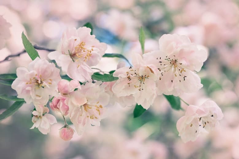 Malus ioensis 'Prince Georges'
