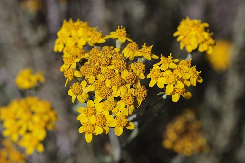 Эриофиллум confertiflorum
