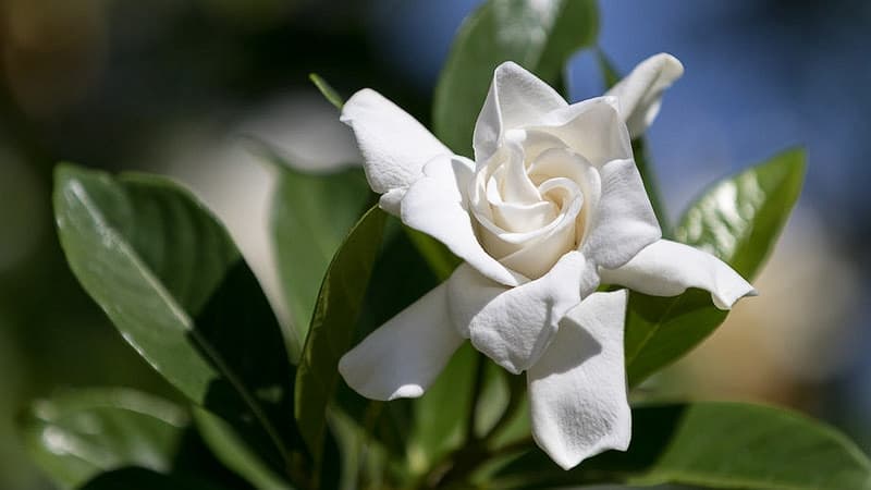 Gardenia jasminoides 'Radicans' (Капский жасмин)