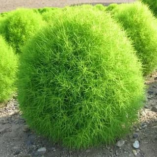 Кохия волосистая "Султан"