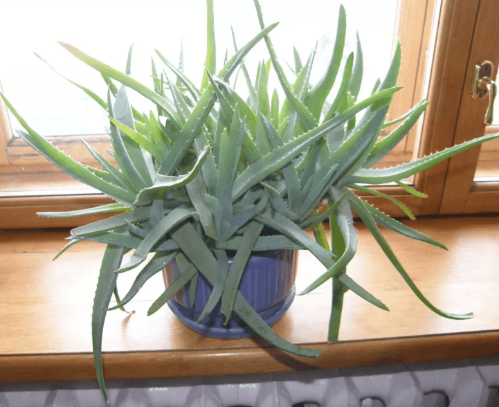Алоэ древовидное (Aloe arborescens)