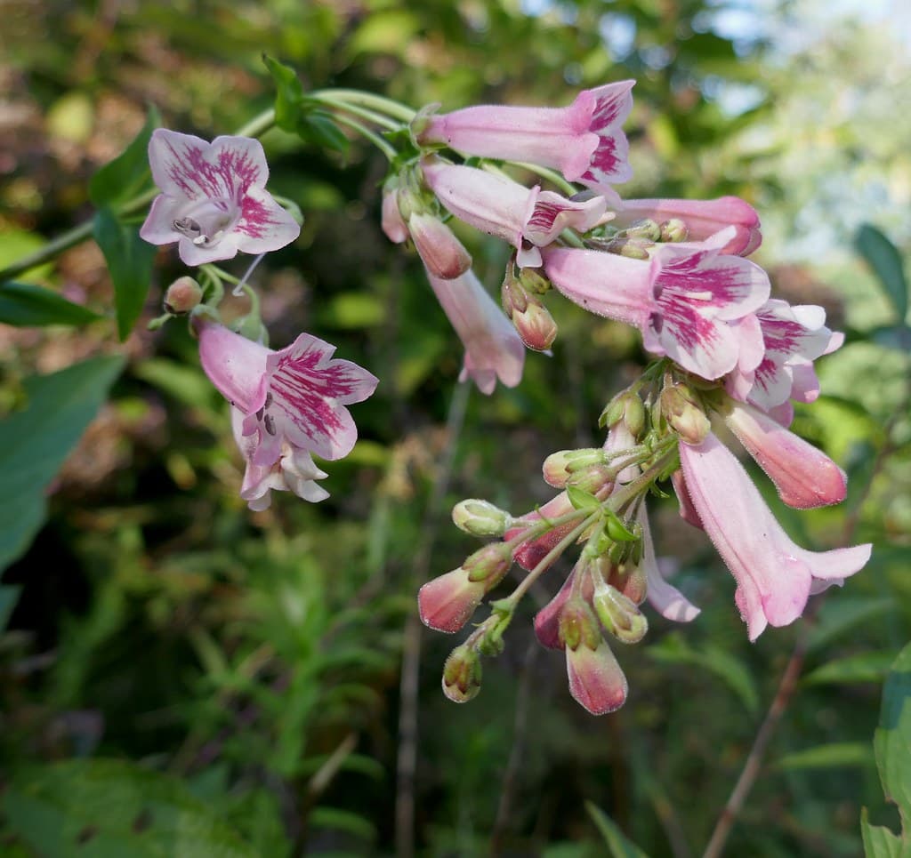 Пенстемон "Apple Blossom"