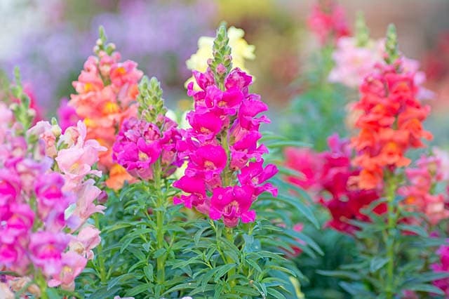 Львиный зев (Antirrhinum Majus)