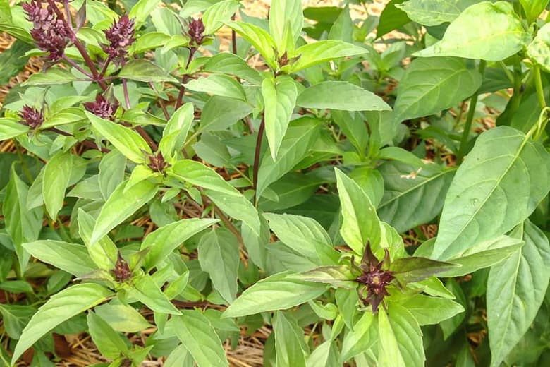 Ocimum basilicum 'Siam Queen' (Тайскйи базилик)