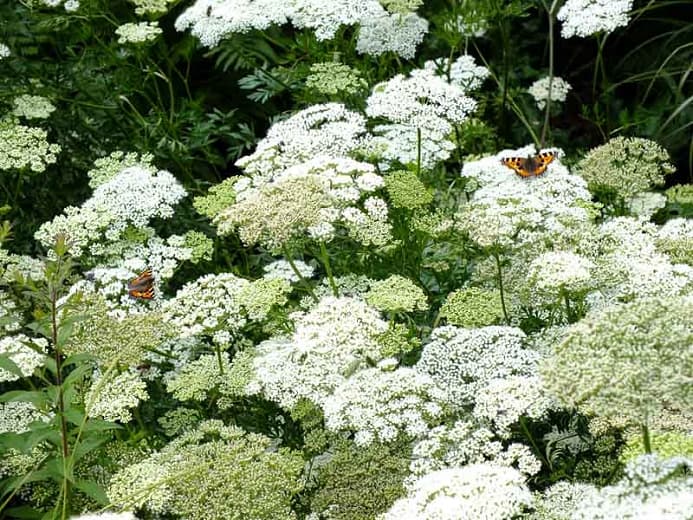 Cenolophium denudatum (Балтийская петрушка)