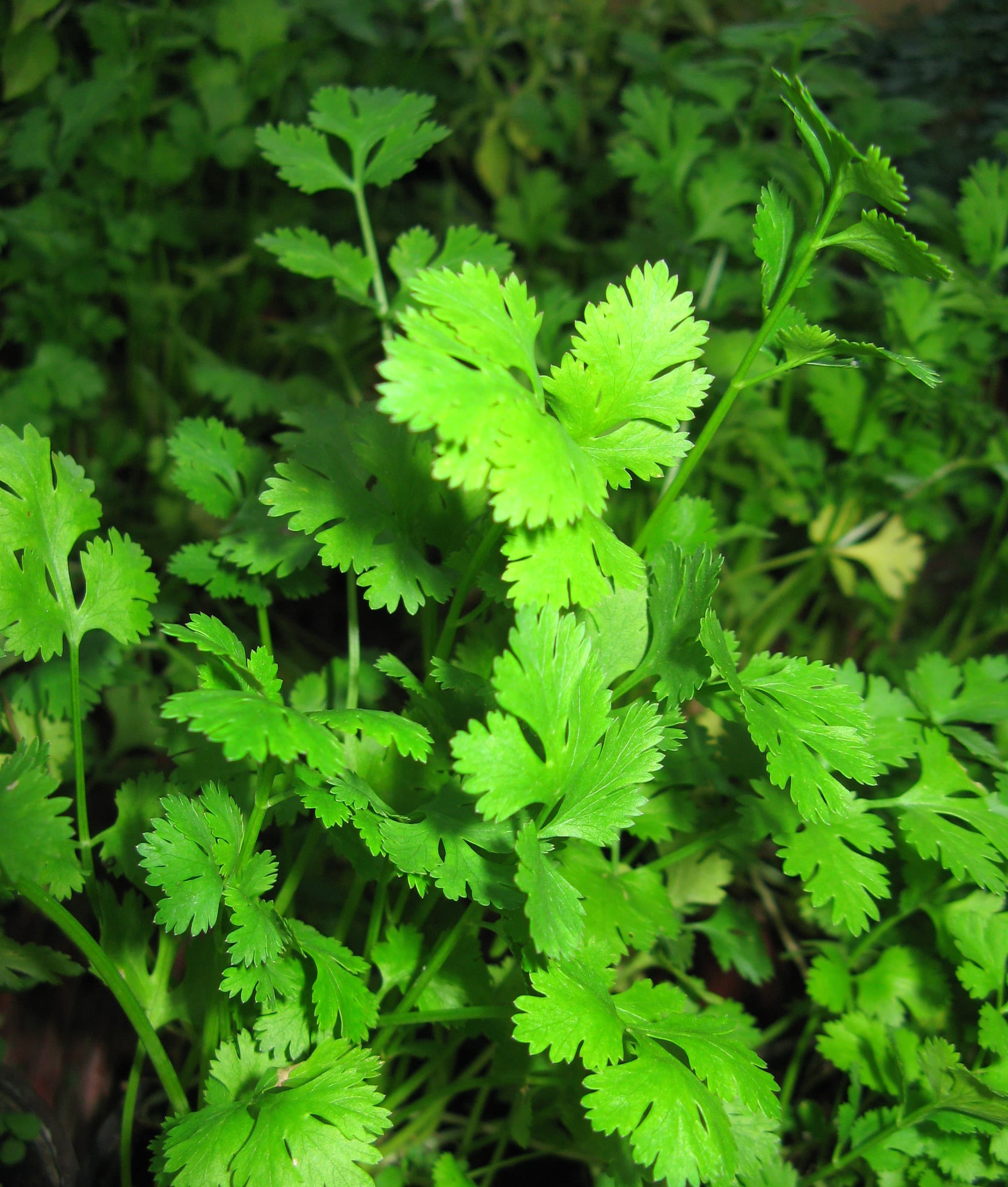 Кориандр посевной "Нектар"