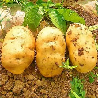Картофель желтый