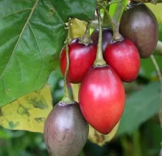 Цифомандра свекольная  Руби Ред