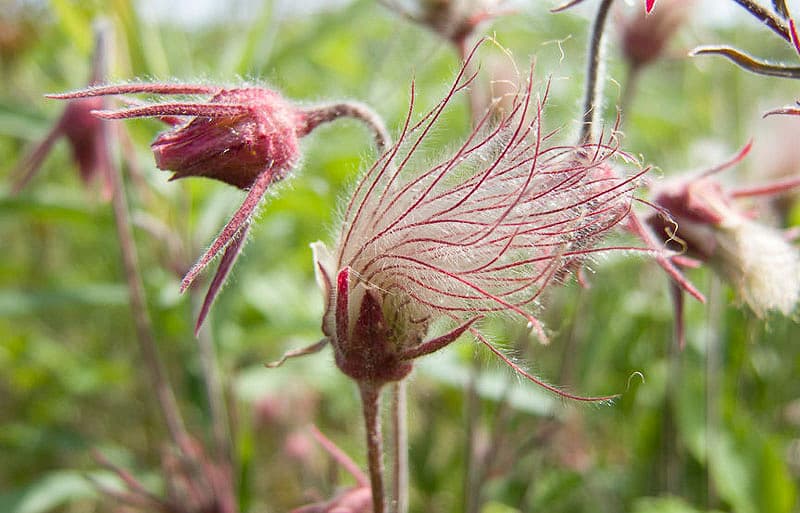  Geum triflorum (Prairie Smoke)