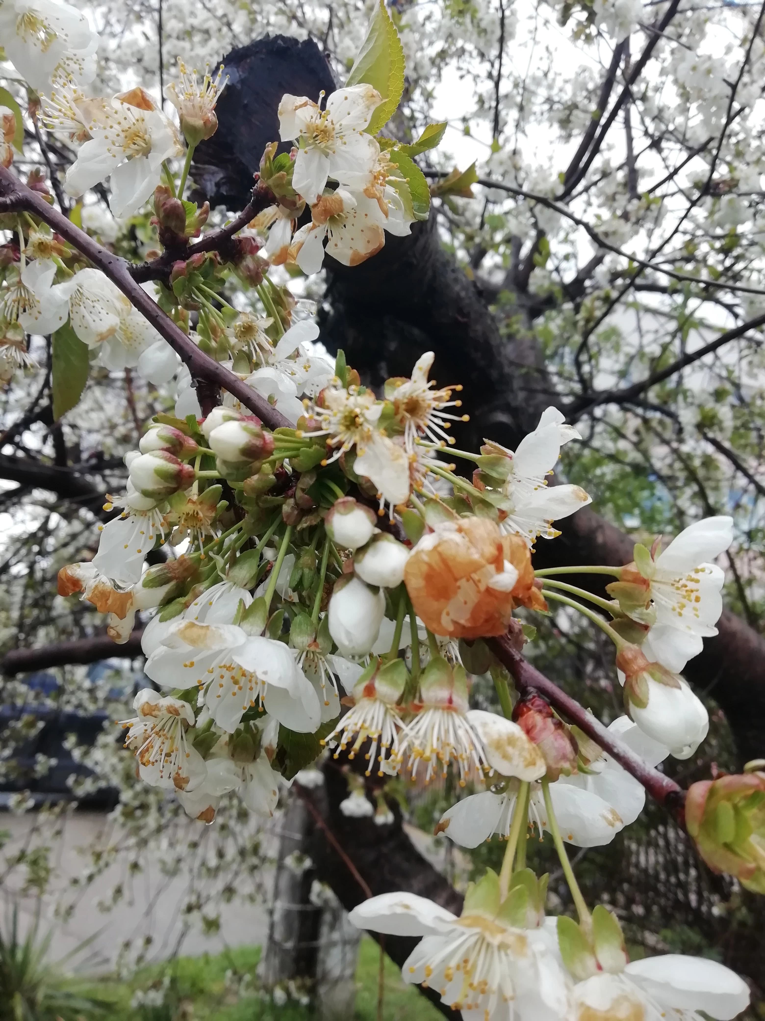 Косточковые цветут, но будет ли урожай?