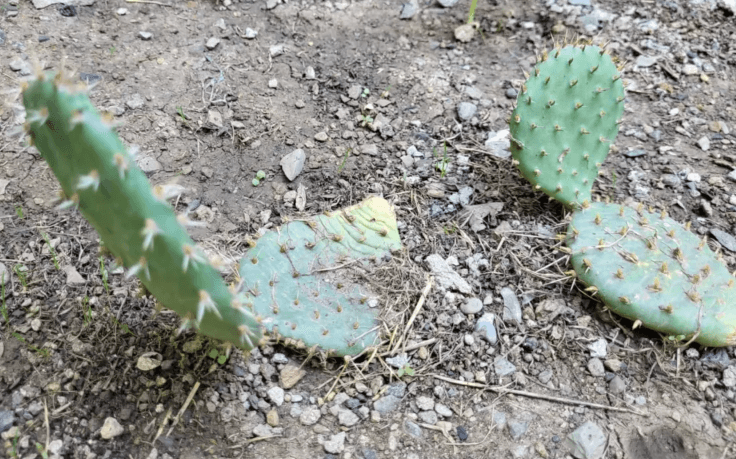 Опунция с желтыми цветами  (Opuntia)