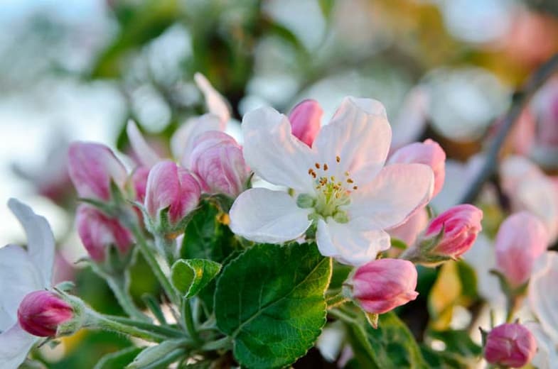 Крабовое яблоко Malus 'Red Jade'