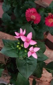 Бувардия гибридная, сорт "Bellevardia Royal Daphne Fresco"