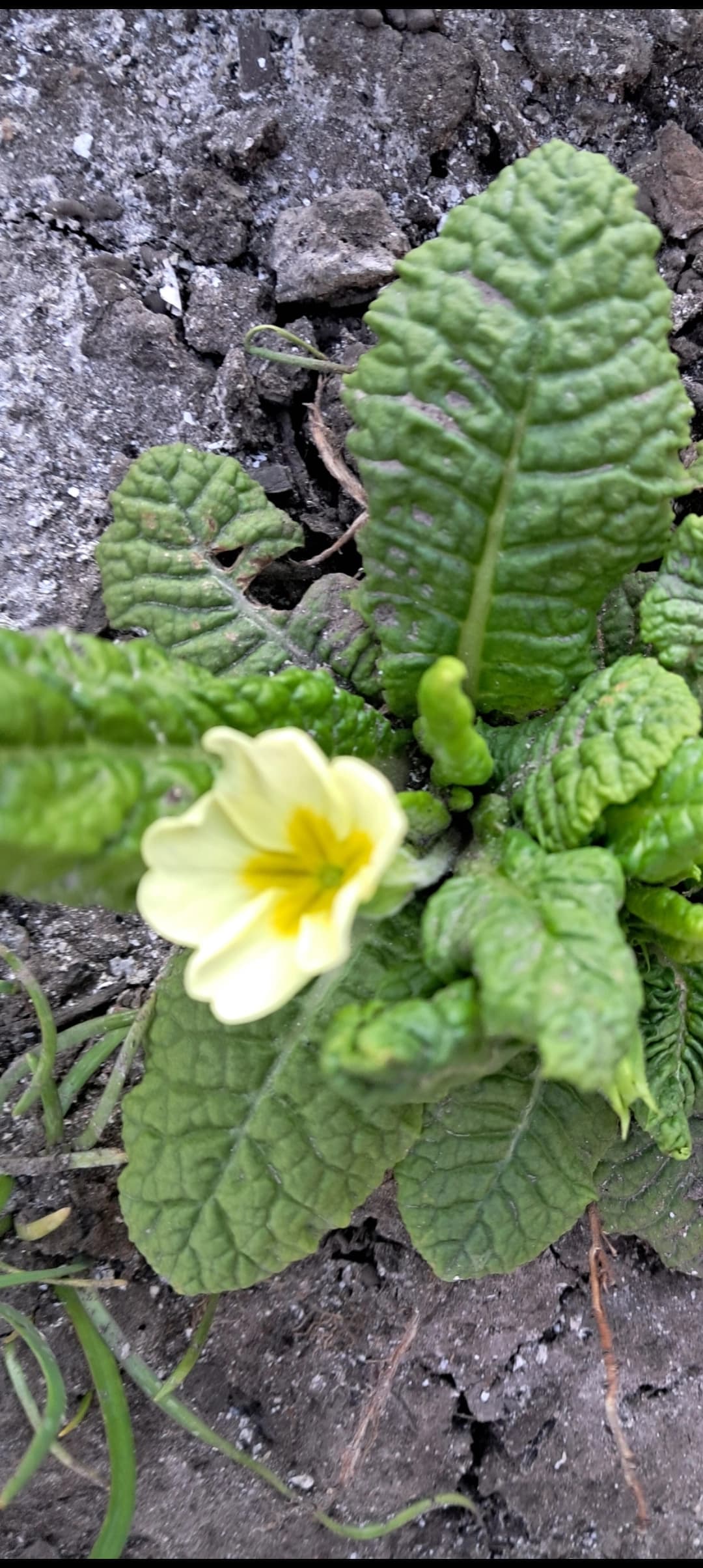 Южная примула начала распускать свои цветочки.