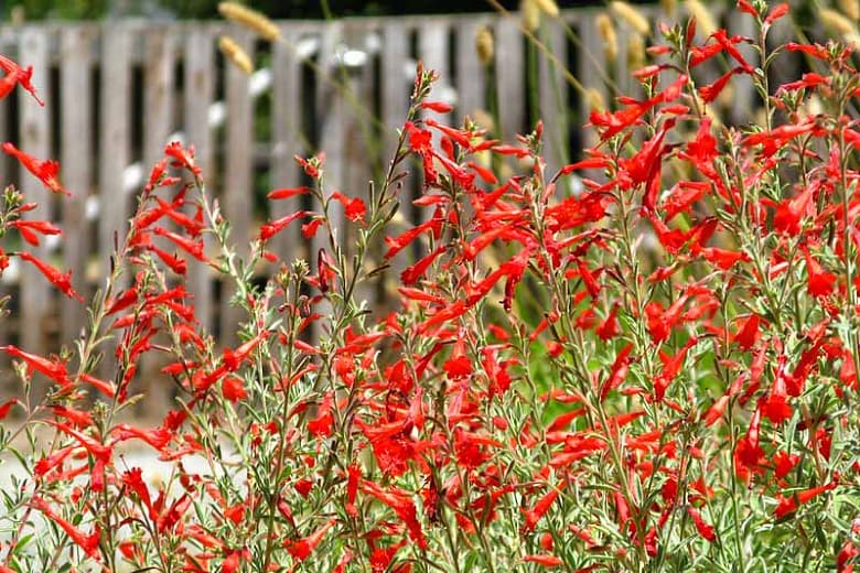 Epilobium canum (Калифорнийская фуксия)