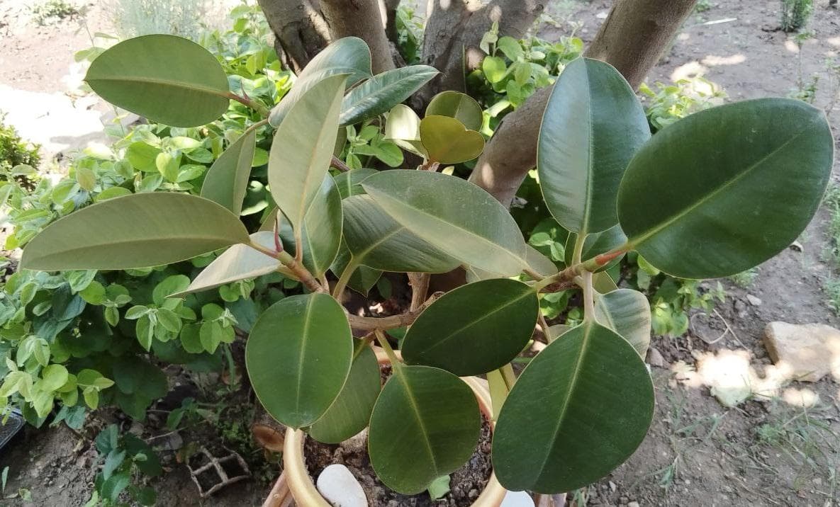 Фикус каучуконосный (Ficus elastica)