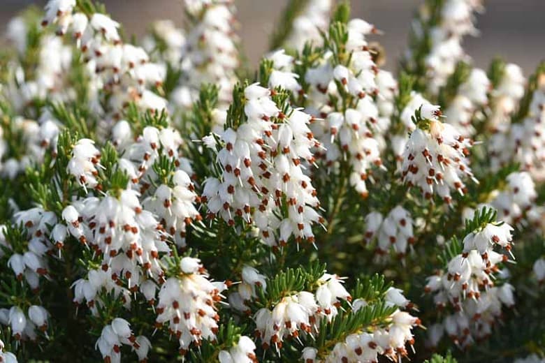 Erica x darleyensis 'Белая пустошь'