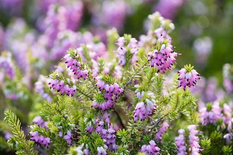 Erica x darleyensis 'Arthur Johnson' (Winter Heath)