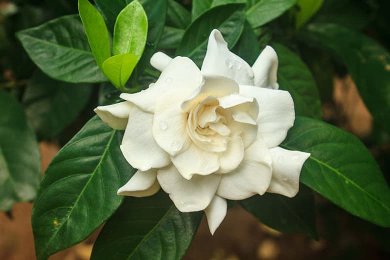 Gardenia jasminoides 'Mystery' (Капский жасмин)