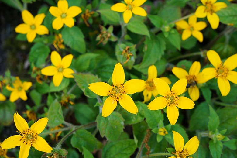 Chrysogonum virginianum (Зеленый и золотой)