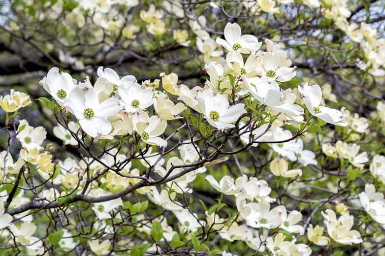 Cornus florida 'Cherokee Sunset' (Цветущий кизил)