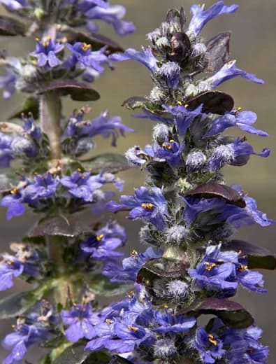 Ajuga reptans 'Chocolate Chip' (Ковровый стеклярус)