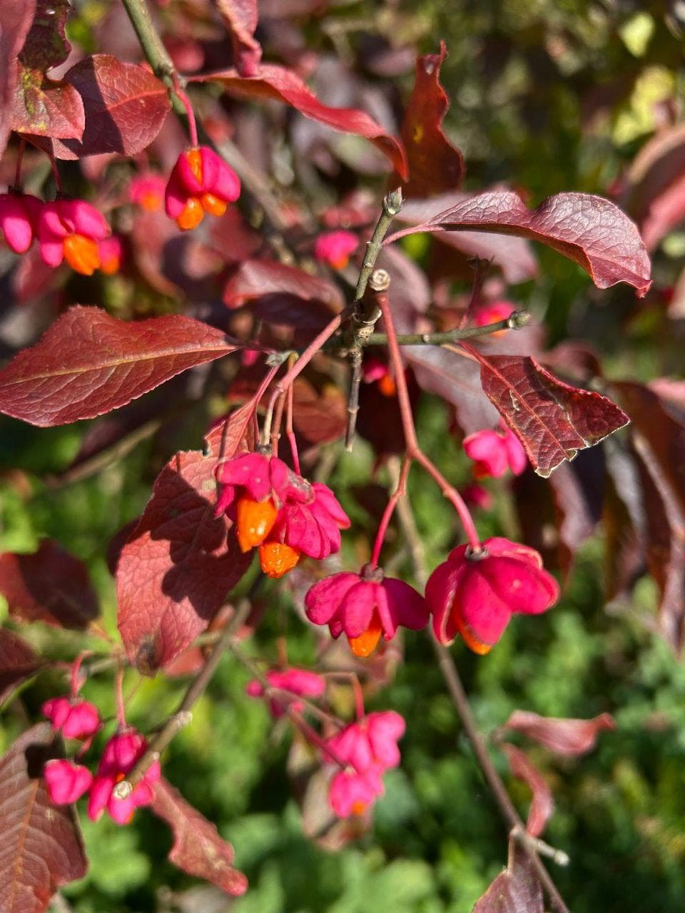Бересклет европейский, или Бруслина (лат. Euonymus europaeus)