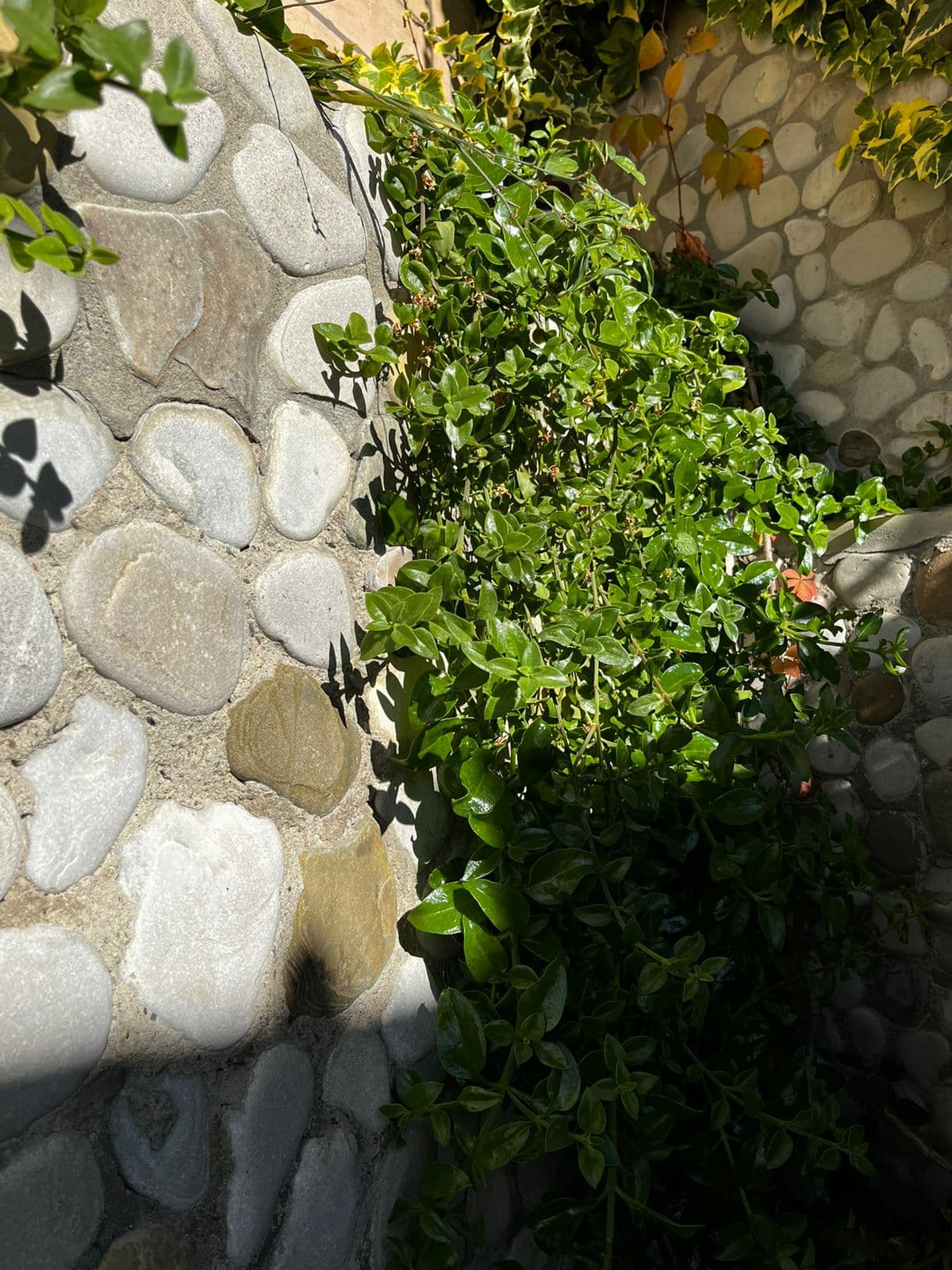 Аптения (мезембриантемум), растёт на глазах.