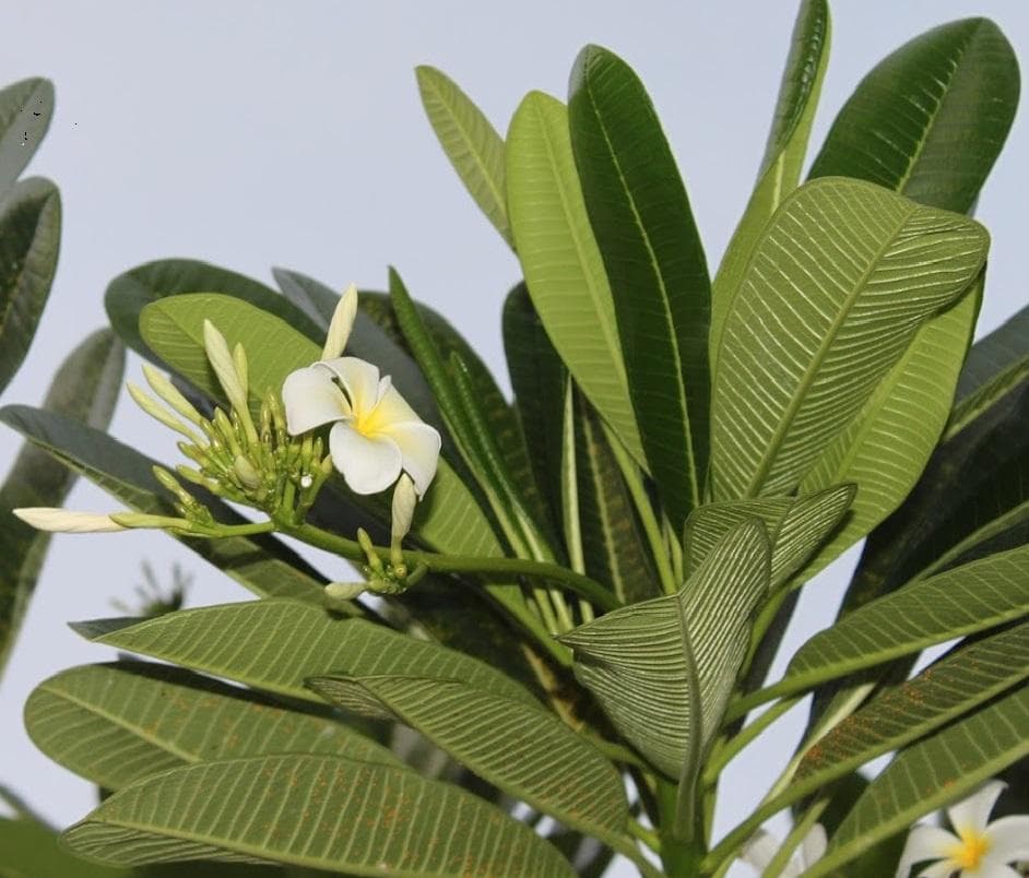 Плюмерия тупая (Сингапурская Плюмерия, лат. Plumeria obtusa)