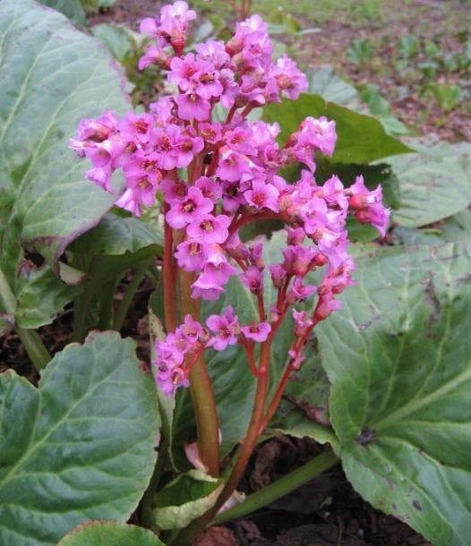 Бадан 'Абендглют'  - Bergenia 'Abendglut'